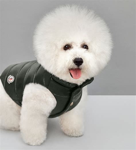 luxury dog jackets